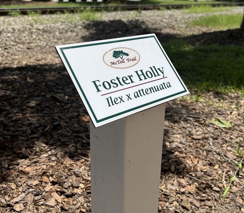 A close-up of a plant marker along the McTell Trail in Statesboro, Georgia. The sign identifies the tree as “Foster Holly” with the scientific name Ilex × attenuata. The marker is mounted on a white post surrounded by mulch, with trees, grass, parked cars, and a red-roofed building visible in the background.