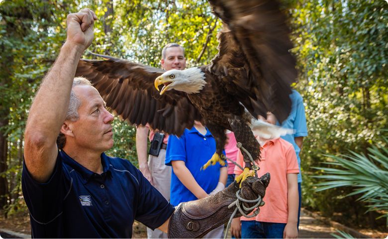 A bald eagle spreads its wings while perched on a gloved handler’s arm during an educational eagle showing at Georgia Southern University. The handler, wearing a navy blue shirt with the Georgia Southern logo, raises his arm as the eagle calls out. In the background, several spectators, including children and adults, observe the majestic bird amidst a wooded setting.