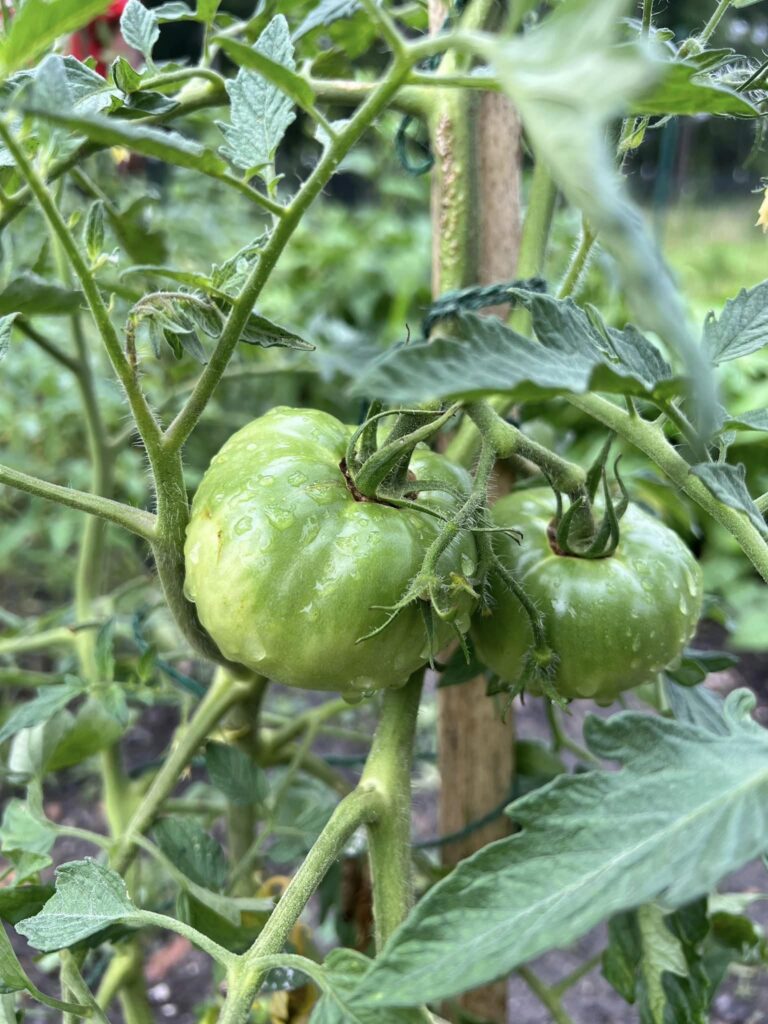 Visual of tomatoes growing.