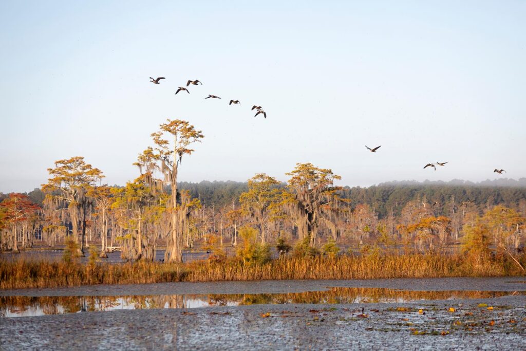 A scenic view of Kennedy Pond Conservancy featuring a wetland landscape with towering cypress trees draped in Spanish moss. The golden hues of the foliage reflect the light of the setting or rising sun. A flock of birds is seen soaring across the sky, adding a sense of movement to the tranquil scene. The still water in the foreground mirrors the trees and sky, creating a peaceful and picturesque natural environment.