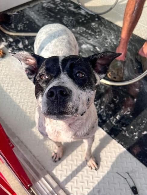 A black-and-white dog with attentive ears and bright eyes looks up curiously from a boat's deck. The dog's speckled coat glistens slightly, possibly from water or sunlight, suggesting a fun outdoor or boating activity. The background shows a textured, non-slip floor and a person's legs wearing sandals, adding to the relaxed and adventurous atmosphere. This playful moment highlights the dog-friendly outdoor experiences in Statesboro.