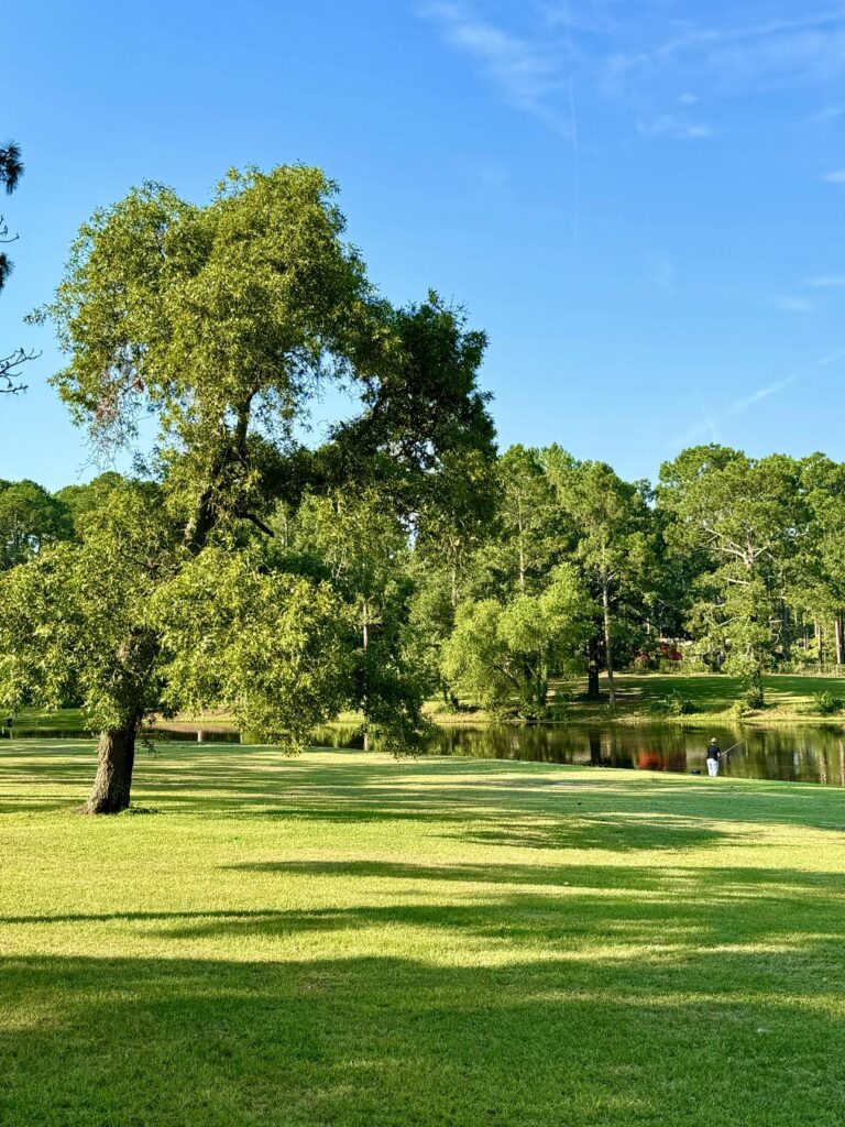 A peaceful view at Fletcher Memorial Park featuring a large, uniquely shaped tree standing on a grassy field. In the background, a calm pond reflects the surrounding greenery, and a person is seen near the water's edge. The scene is illuminated by sunlight under a clear blue sky, emphasizing the park's serene and natural beauty.