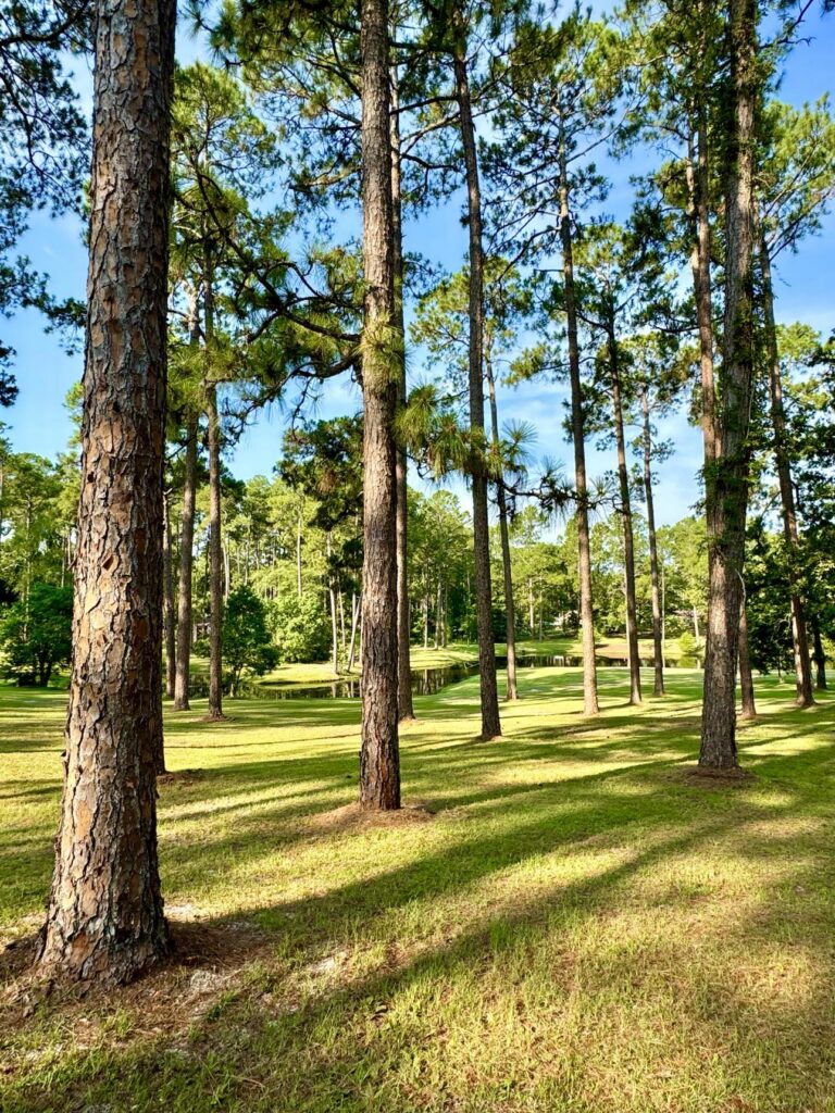 A tranquil scene at Fletcher Memorial Park showcasing tall pine trees spread across a grassy area. Sunlight streams through the trees, casting long shadows on the ground. The background reveals a small hill and additional trees, enhancing the park's peaceful and natural ambiance under a clear blue sky.