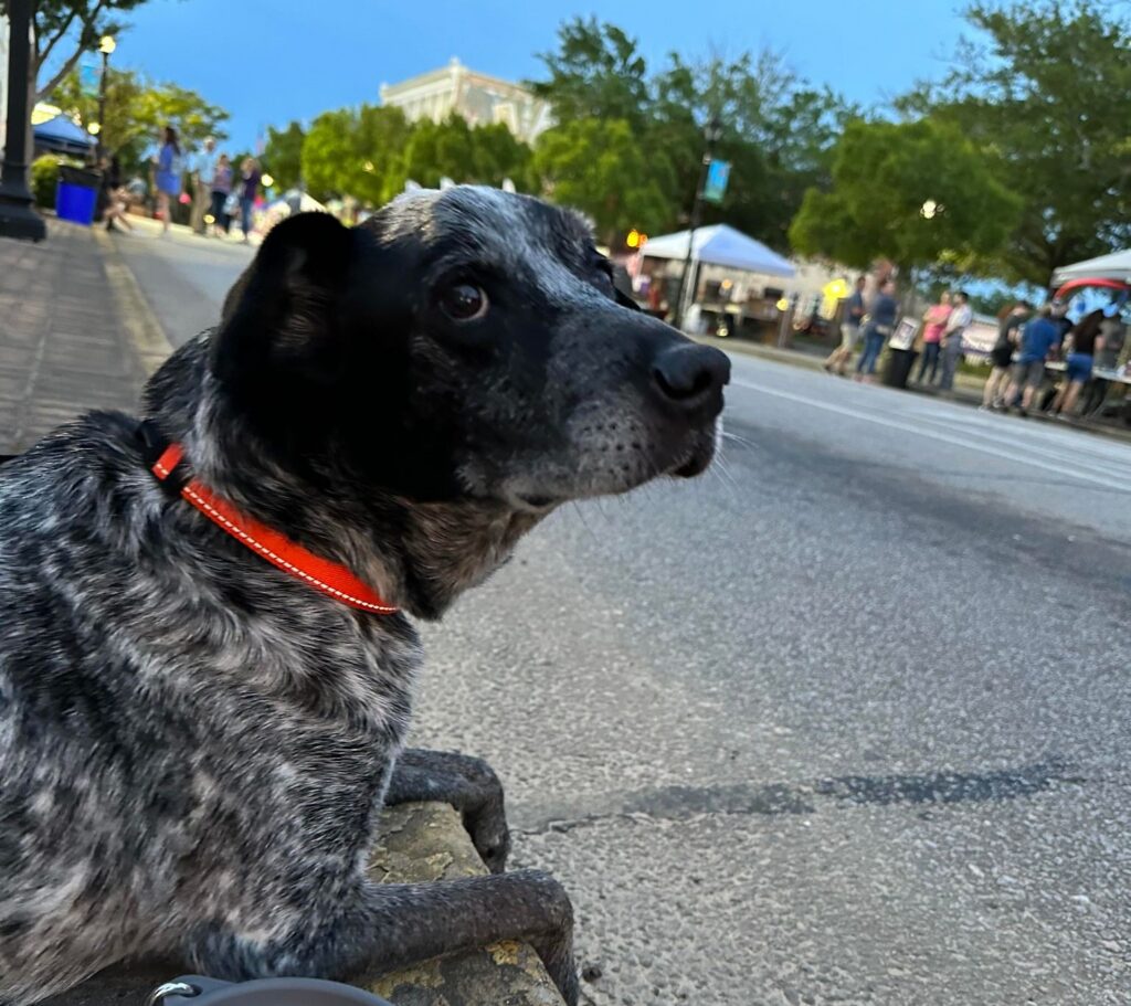 A black and white speckled dog wearing a bright orange collar sits on a sidewalk, looking curiously toward the camera. The setting is an evening street scene in Statesboro, with a festive atmosphere in the background. People gather near vendor tents and trees line the street, illuminated by the soft glow of twilight. The dog’s relaxed posture and attentive gaze highlight the welcoming and dog-friendly environment of the area.