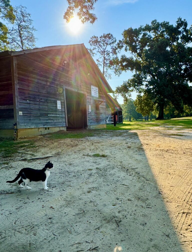 A peaceful scene at Fletcher Memorial Park featuring a rustic wooden barn under the morning sunlight. The rays of the sun filter through the trees, casting a warm glow on the barn and the surrounding dirt path. A black-and-white cat walks along the path, adding charm to the serene countryside setting. Large trees and lush greenery complete the tranquil atmosphere.