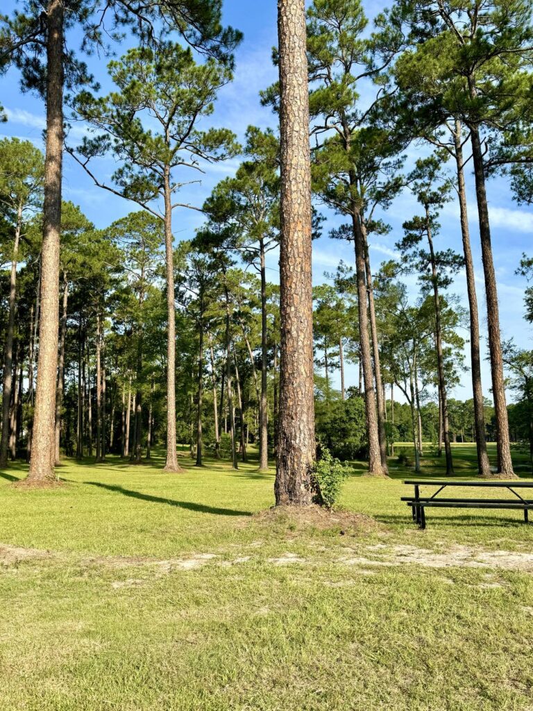 A scenic view at Fletcher Memorial Park featuring a grove of tall pine trees scattered across a grassy field. A black picnic table is visible on the right, providing a spot for relaxation amid the serene environment. The clear blue sky and sunlight filtering through the trees create a calm and inviting atmosphere.