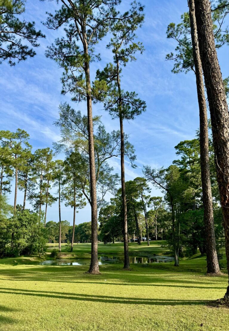 A serene view at Fletcher Memorial Park showcasing tall pine trees scattered across a vibrant green lawn. A small pond is visible in the background, reflecting the lush greenery and the clear blue sky adorned with soft, wispy clouds. The sunlight casts gentle shadows, enhancing the peaceful ambiance of the park.