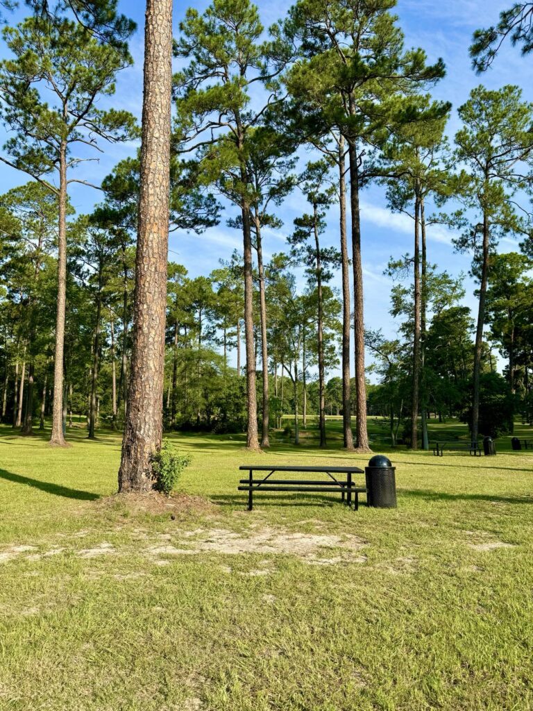 A peaceful area at Fletcher Memorial Park featuring a black picnic table and a nearby trash bin placed on a grassy field. Tall pine trees surround the space, creating a shaded and serene environment. The bright blue sky and scattered clouds enhance the natural beauty of the park.