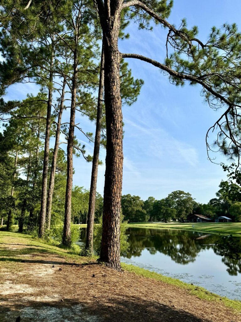 A serene scene at Fletcher Memorial Park featuring tall pine trees lining a dirt path alongside a calm pond. The water reflects the trees and the clear blue sky, creating a tranquil atmosphere. In the distance, a small building is visible, surrounded by lush greenery. The soft sunlight adds warmth to the peaceful setting.