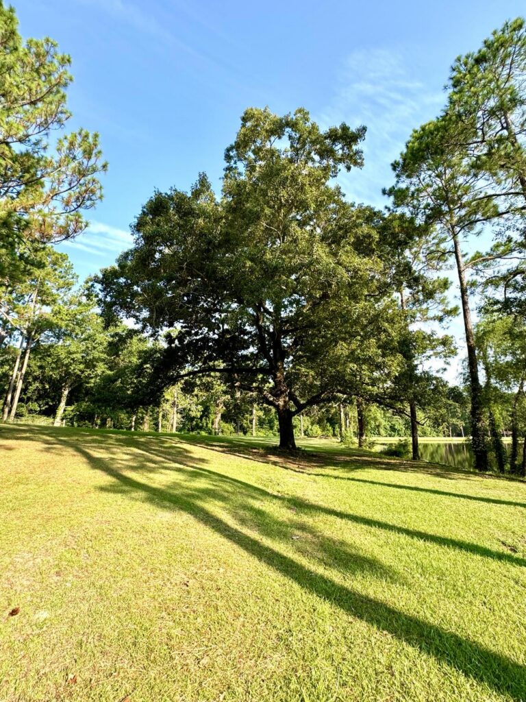 A serene landscape at Fletcher Memorial Park, featuring a large tree in the center of a grassy field. The sunlight filters through the branches, casting long shadows across the ground. The area is surrounded by additional trees, with a peaceful blue sky above and a small body of water visible in the background.