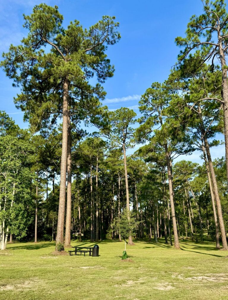 A peaceful view at Fletcher Memorial Park showcasing tall pine trees spread across a grassy area under a vibrant blue sky. A black picnic table and a trash bin are visible in the foreground, providing a spot for visitors to rest. The sunlight filtering through the trees creates a serene and inviting atmosphere, highlighting the natural beauty of the park.