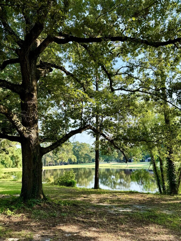 A picturesque scene at Fletcher Memorial Park featuring a large tree with sprawling branches in the foreground. The tree frames a serene pond in the background, surrounded by lush greenery and illuminated by soft sunlight. The reflections of the trees in the water enhance the tranquil and natural ambiance of the park.