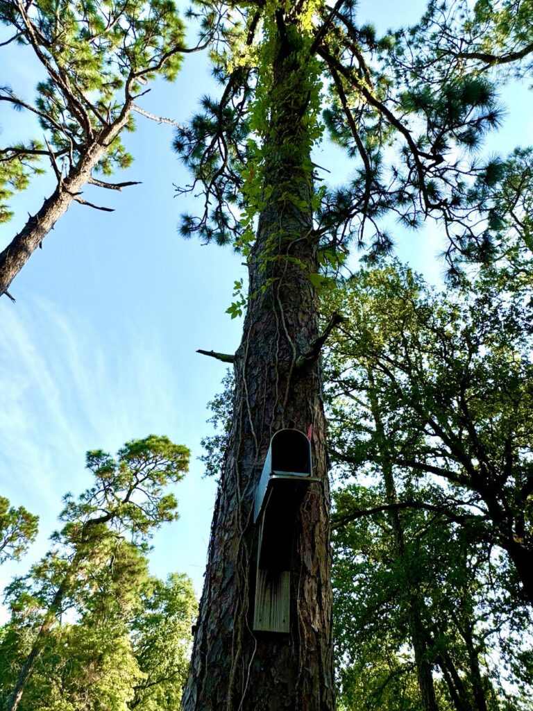 A tall tree at Fletcher Memorial Park, surrounded by lush greenery and under a bright blue sky. The tree has a wooden birdhouse attached to its trunk, partially covered by climbing vines. The perspective looks up towards the tree's branches, highlighting the natural beauty of the park.