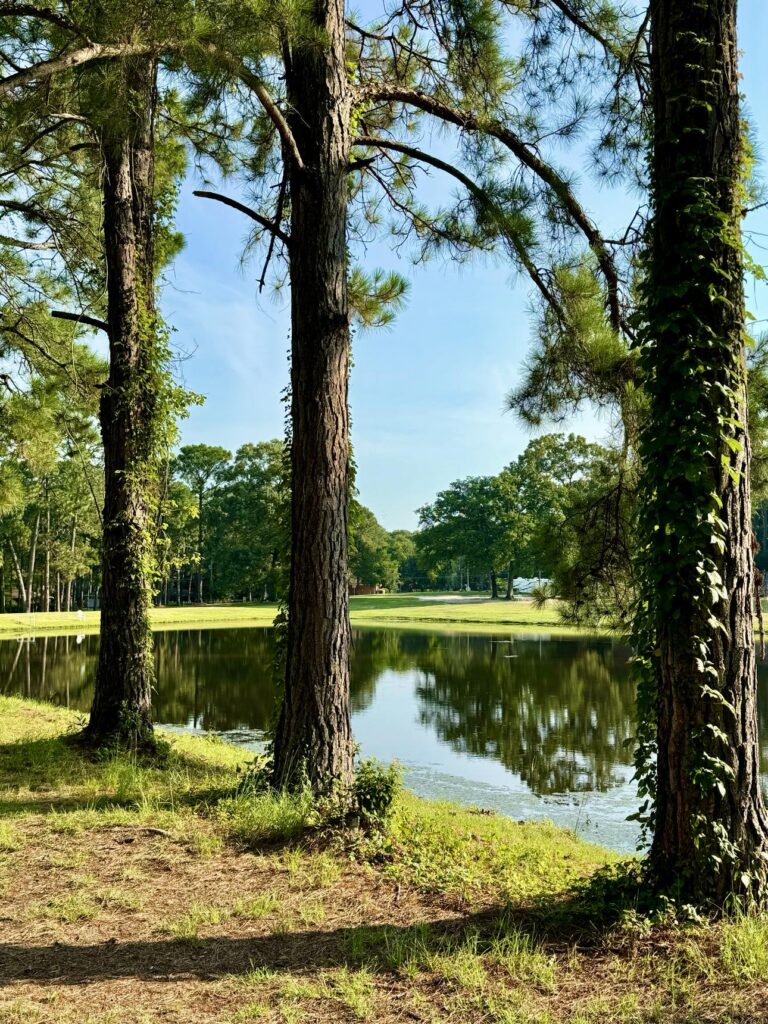 A tranquil view at Fletcher Memorial Park showcasing a calm pond framed by tall pine trees, some of which are draped with vines. The water reflects the surrounding trees and the clear blue sky, creating a serene and picturesque atmosphere. The lush greenery and soft sunlight enhance the natural beauty of the scene.