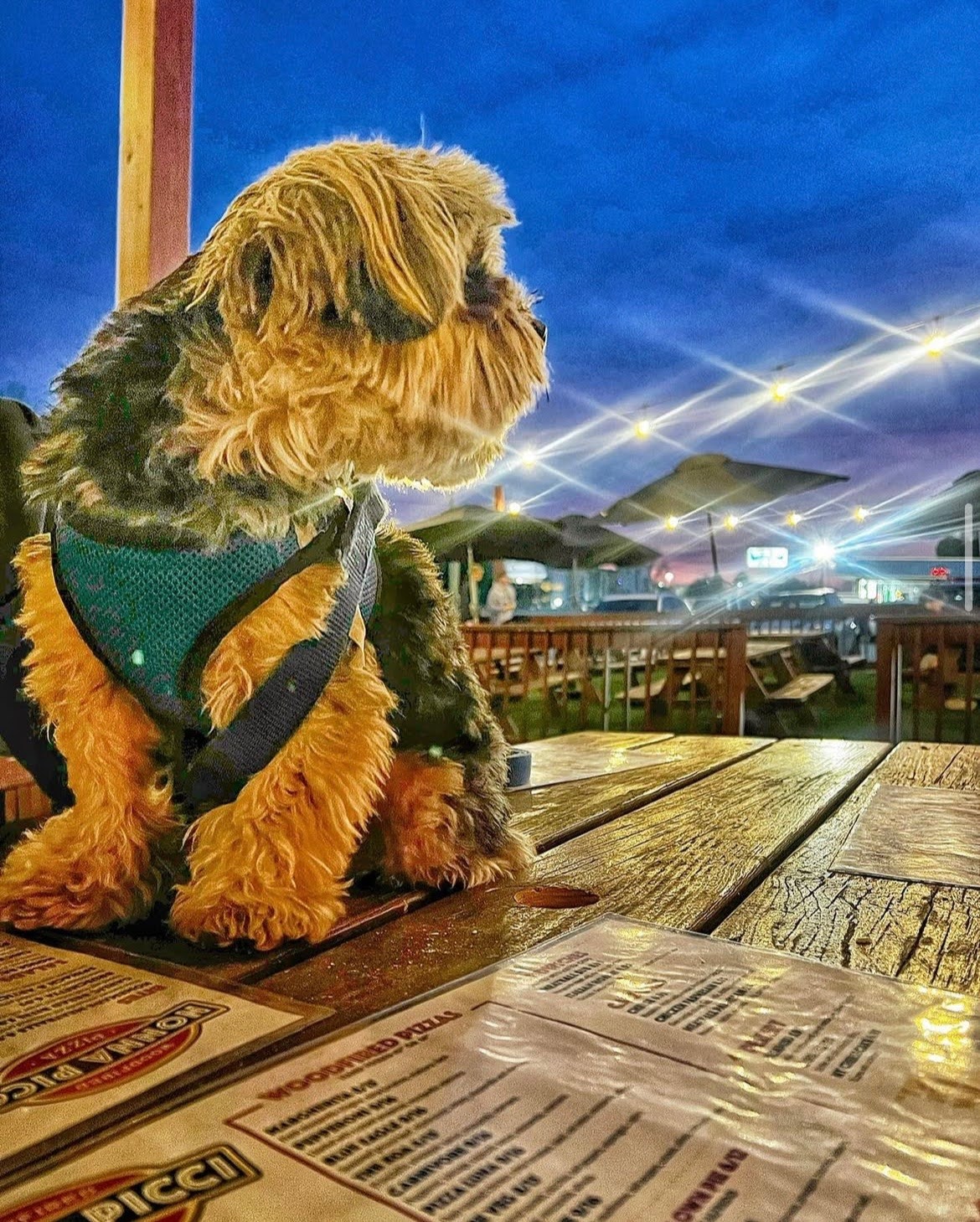 A small, fluffy dog wearing a teal harness sits on a wooden patio table at an outdoor dining area in Statesboro during the evening. The dog gazes off to the side, framed by string lights glowing in the twilight sky, creating a warm and inviting atmosphere. The background features patio umbrellas, additional tables, and soft lighting, highlighting the area's dog-friendly environment. Menus are visible on the table in the foreground, adding to the relaxed dining setting.