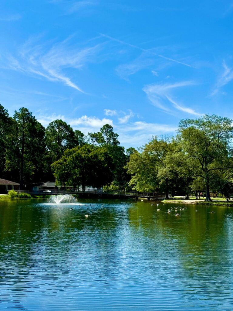 A picturesque scene at Shelby Park showcasing a tranquil pond surrounded by lush trees. A fountain in the center adds movement to the calm water, which reflects the vibrant blue sky and scattered clouds above. A wooden bridge spans the pond in the background, and several ducks and geese can be seen swimming peacefully. The serene environment highlights the park's natural charm.