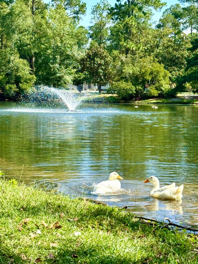 A delightful scene at Shelby Park featuring two white ducks wading in the shallow edge of a pond surrounded by lush greenery. In the background, a fountain sprays water into the air, creating a sparkling effect under the sunlight. The tranquil water reflects the trees and fountain, adding to the serene and picturesque atmosphere.