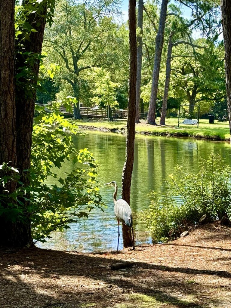 A serene scene at Shelby Park featuring a heron standing by the edge of a calm pond, surrounded by lush greenery. Tall trees frame the view, and the sunlight filters through the leaves, creating dappled shadows on the ground. The peaceful water reflects the surrounding landscape, adding to the natural beauty of the setting.