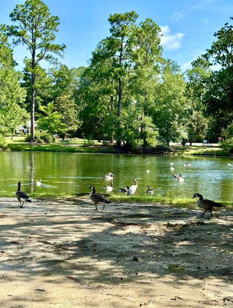 A lively scene at Shelby Park featuring a pond surrounded by lush greenery. Several geese and ducks are seen near the water's edge and swimming in the pond, while a heron stands gracefully among them. The surrounding trees provide shade, and sunlight filters through, creating a peaceful yet vibrant atmosphere.
