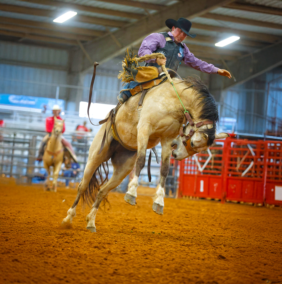 A cowboy grips a rope tightly as he rides a powerful bucking horse mid-air during a rodeo event inside an arena. The rider wears a black cowboy hat, purple shirt, and protective vest, balancing with one hand raised. The horse's muscles are tense as all four hooves lift off the ground. In the background, another rider and red livestock chutes are visible. This action-packed moment is from the annual Kiwanis Rodeo held in Statesboro, a local tradition showcasing Western skills and community celebration.