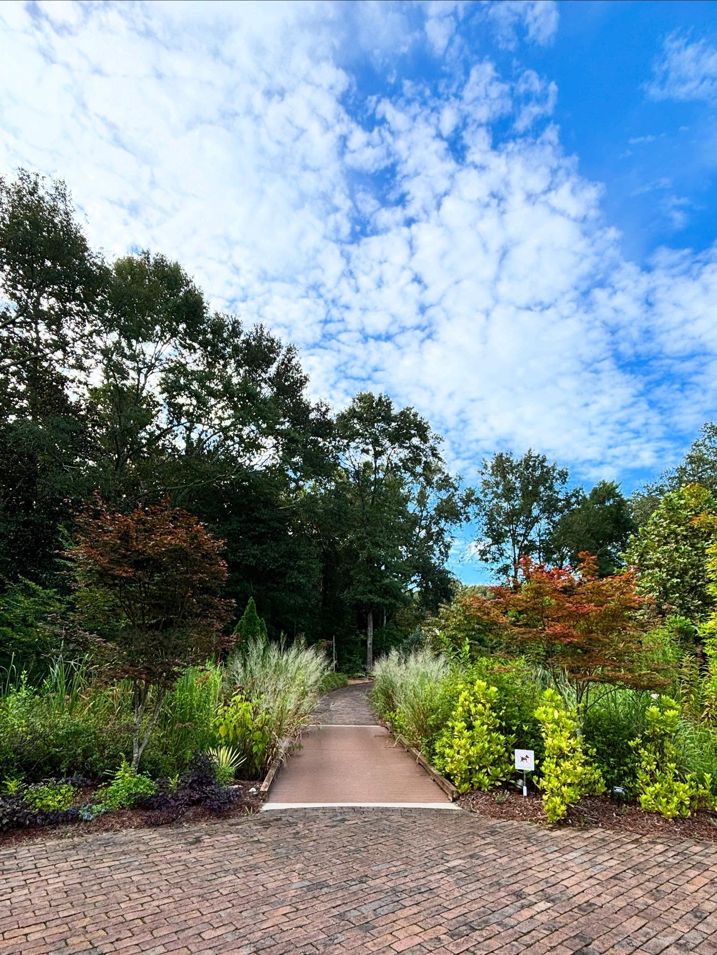 A scenic garden pathway stretches forward under a bright blue sky filled with scattered white clouds. The brick walkway transitions into a narrow trail bordered by lush greenery, ornamental grasses, and small trees with a mix of green, yellow, and reddish leaves, suggesting the start of autumn. Tall trees frame the background, creating a peaceful, natural tunnel effect that draws the eye toward the forested area beyond.